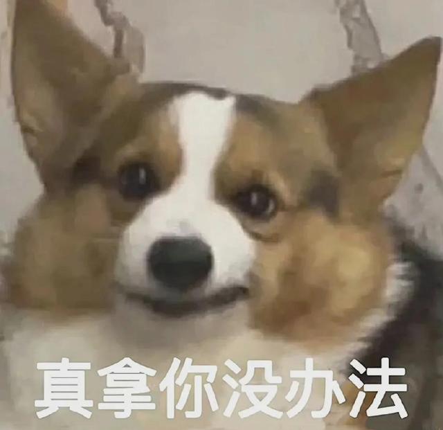 可爱的萌狗表情包（可爱狗狗表情包合集）(6)