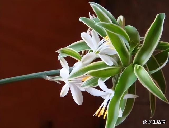 吊兰开花 吊兰开花（金鱼吊兰一年开几次花） 生活