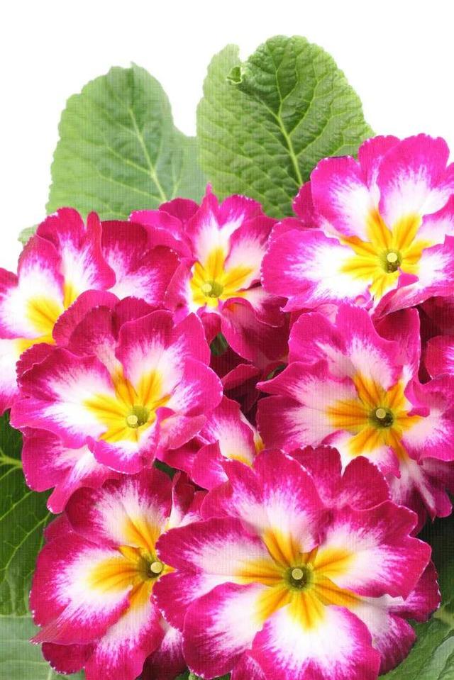 漂亮的花朵