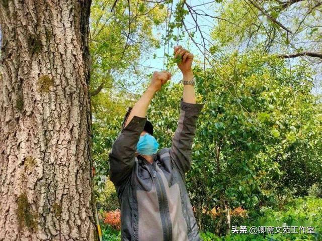 忘不了的儿时记忆——榆钱儿饭和家乡的老榆树（作者：张少卿）