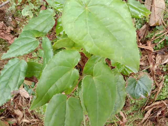 用“三枝九叶草”泡酒，祛风除湿，认识的人当“宝”挖回家