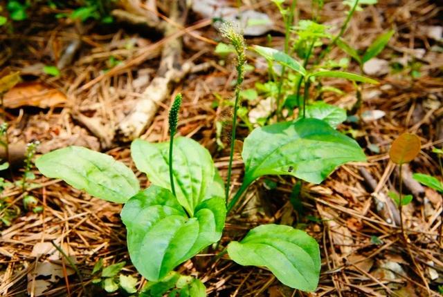 “世”说新语从“牛溲马勃”认识中医的变“废”为宝