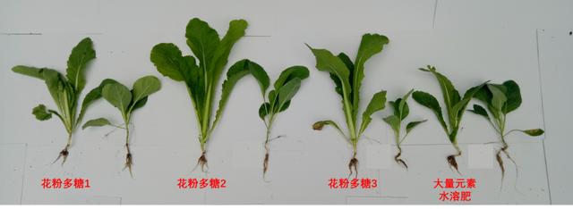 冬枣树 冬枣树（冬枣树苗多少钱一棵） 生活