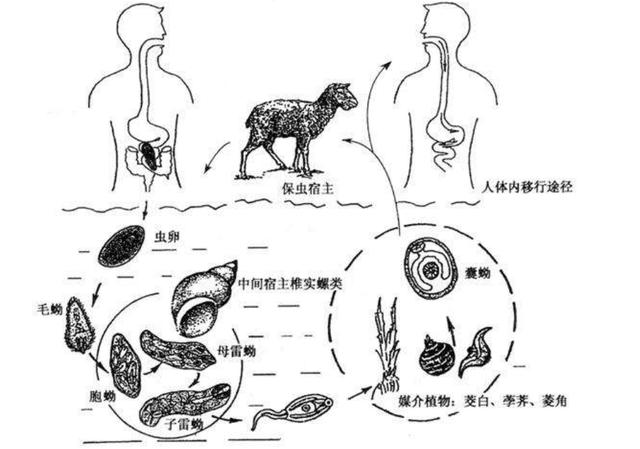 终宿主