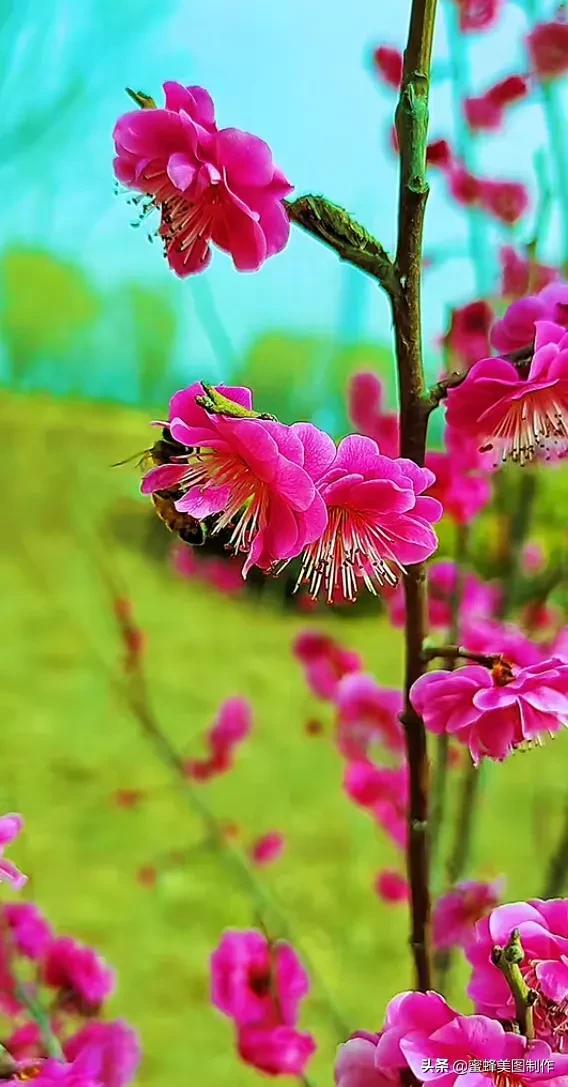 一花一世界，姹紫嫣红，婀娜多姿，带来了美好的心情