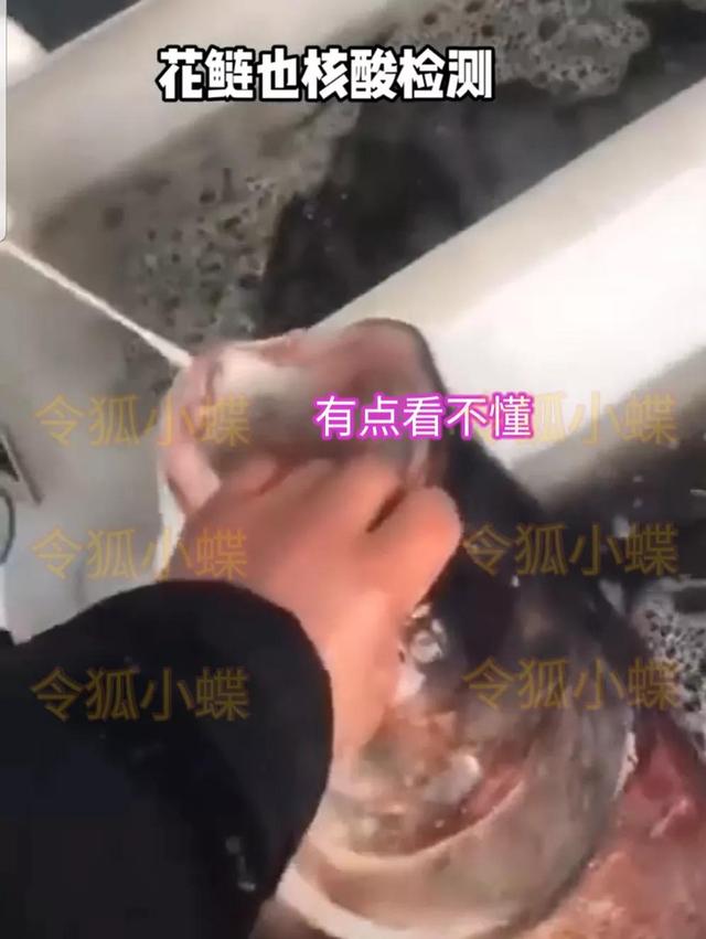 上海给鱼做核酸掰开鱼嘴塞棉签