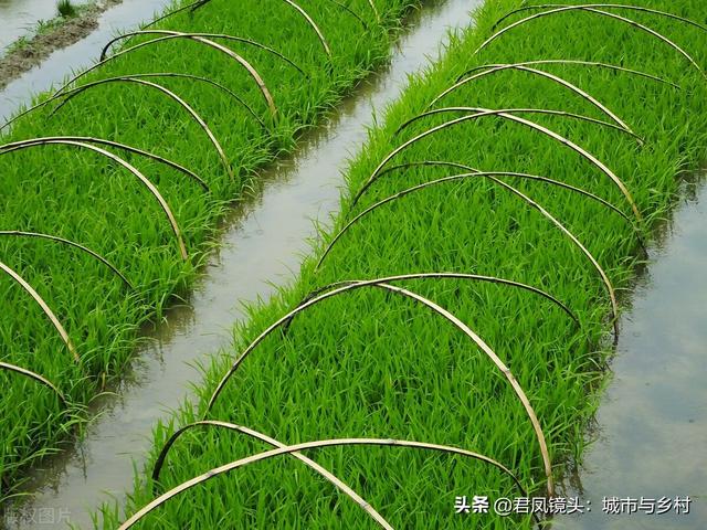 湖北宜昌：农民种植培育的水稻秧苗长势旺盛，绿色养眼