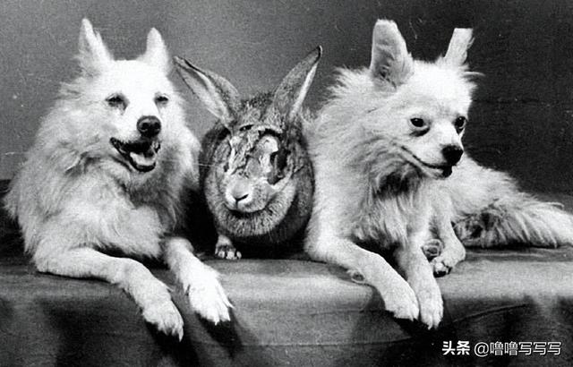 为人类太空事业做出贡献的动物们