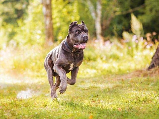 杜高犬咬死藏獒视频