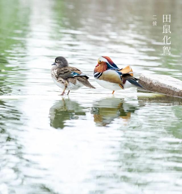 清明时节，如何喝茶养生
