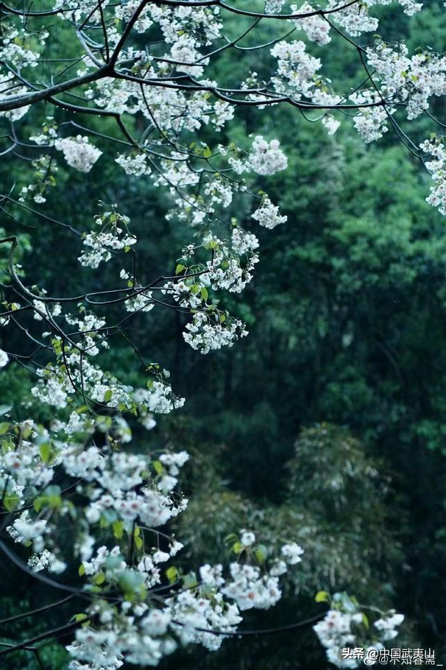 烟雨武夷 | 风景清明后，只一眼便忘却人间无数