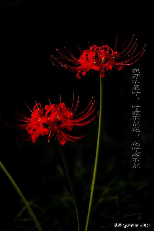 黑色彼岸花图片和花语图片