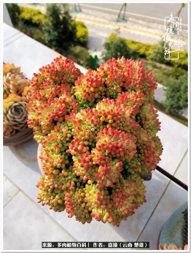 玉蝶铜芯电线价格表4平方,玉蝶铜芯线今日价格