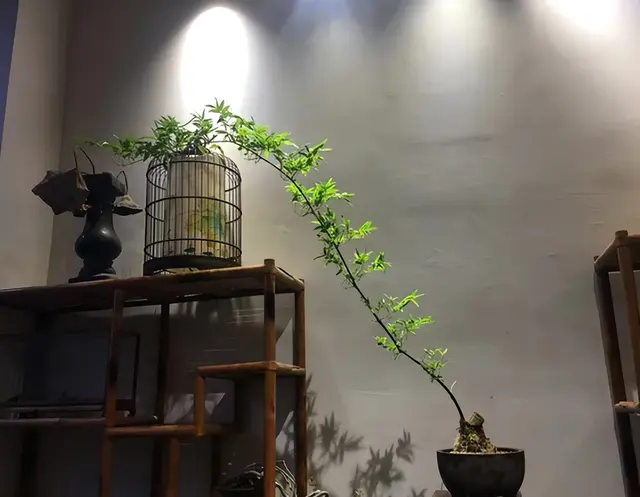 小葉簕竹盆景在家養殖，注意這5點，長勢好 - 家居| 天天要聞