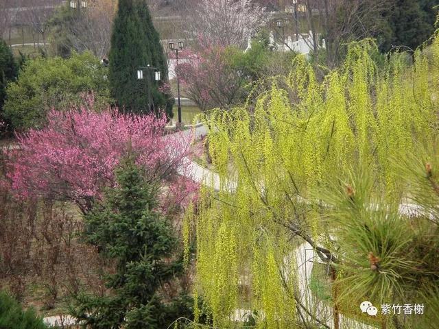 一剪春光满庭芳
