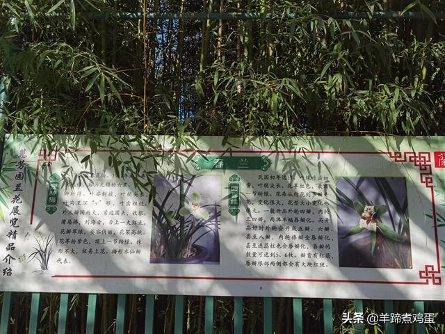未等冬寒至 梅已報春香——北京中山公園臘梅提前綻放 盡顯芬芳