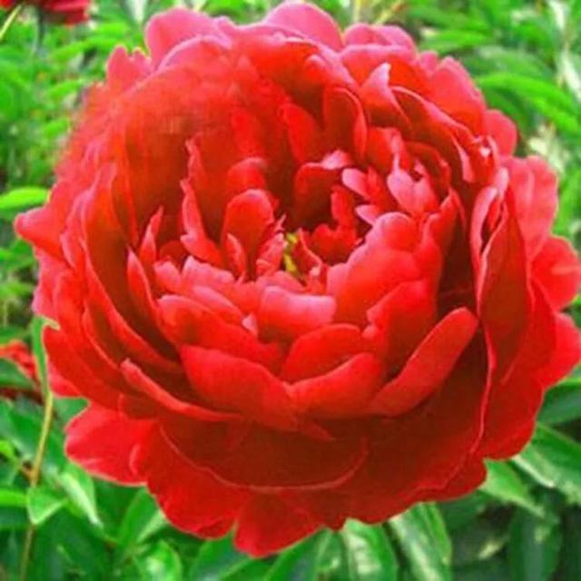 分享图片，百花盛开，五彩缤纷，太美了！令人心情无比愉悦