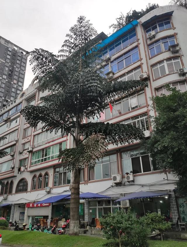 太冷了，去北京植物園溫室溜達溜達