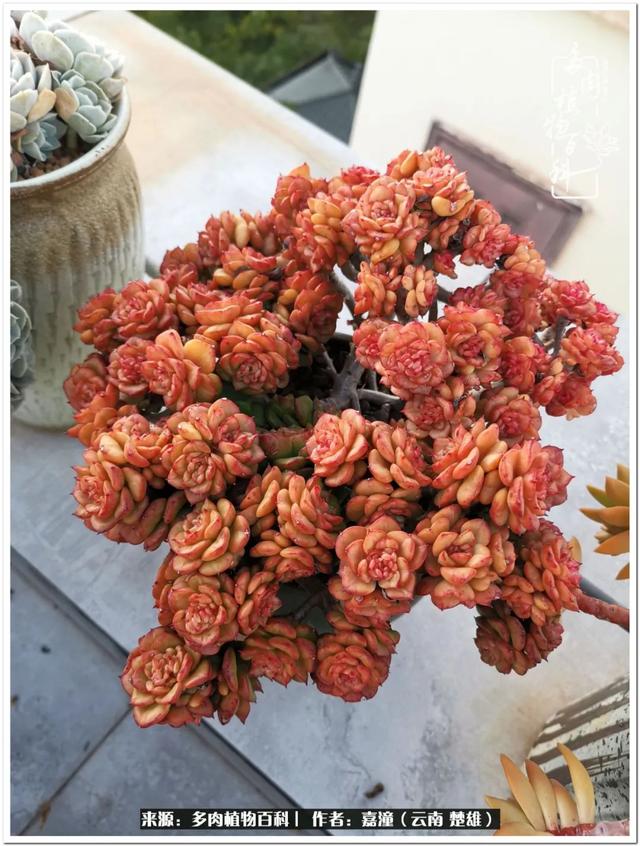 玉蝶铜芯电线价格表4平方,玉蝶铜芯线今日价格