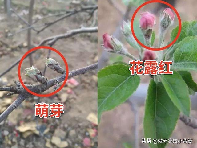 苹果花蕾露红一定要打药，如何选药、配药、打药保证安全和效果？6