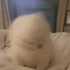 可爱的萌狗表情包（可爱狗狗表情包合集）(12)