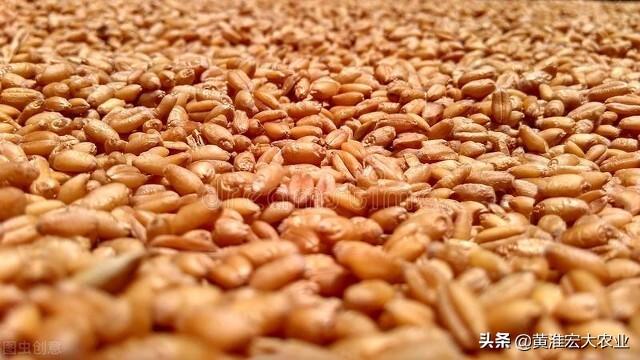 今日深圳小麦价格「今日粮价小麦价格」