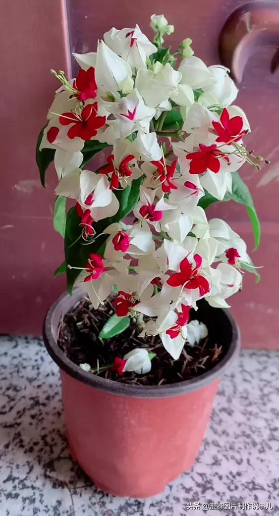 阳春三月，万花丛中娇美溢，千朵万朵压枝低