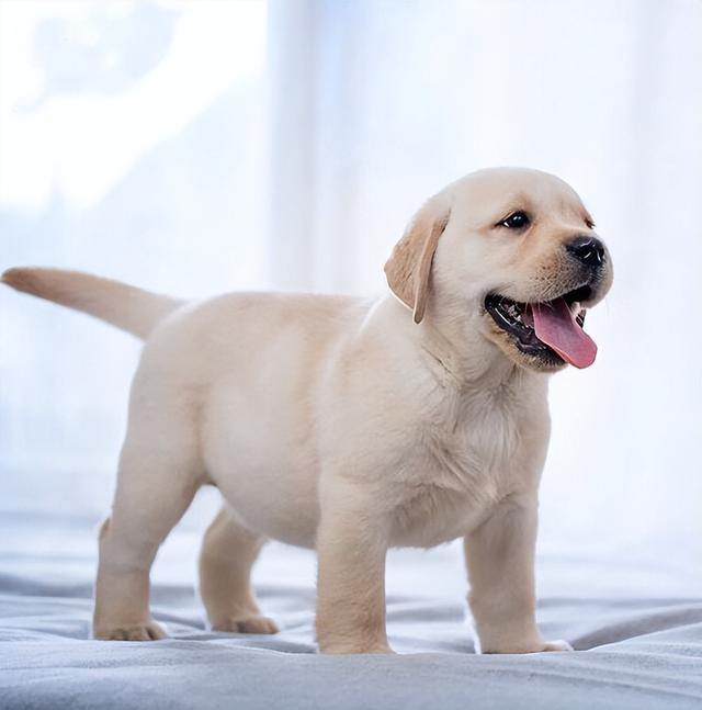 拉布拉多犬的優缺點,拉布拉多好養嗎優缺點有哪些(拉布拉多犬的缺點