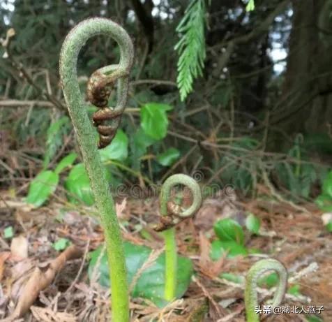 野菜的种类