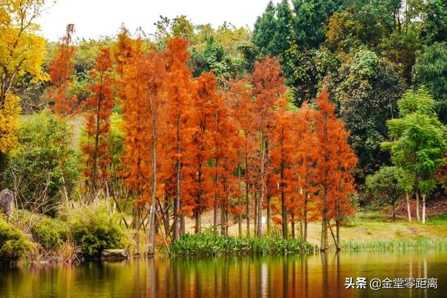 金堂光霧山！私藏在這處公園裏的冬日幻境