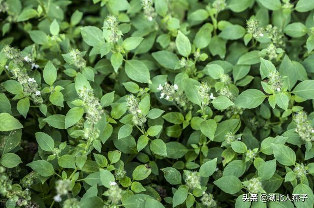 野菜的种类（野菜的种类和图片大全可食用）