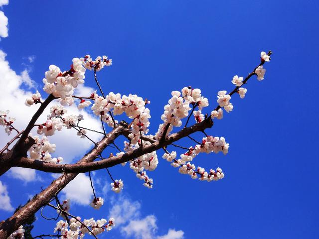 鲜花争艳，美景如画，令人心旷神怡