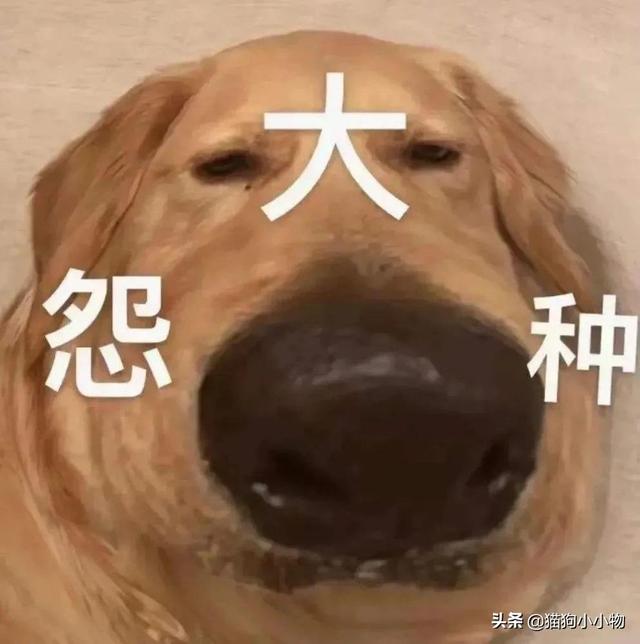 金毛犬要多少钱