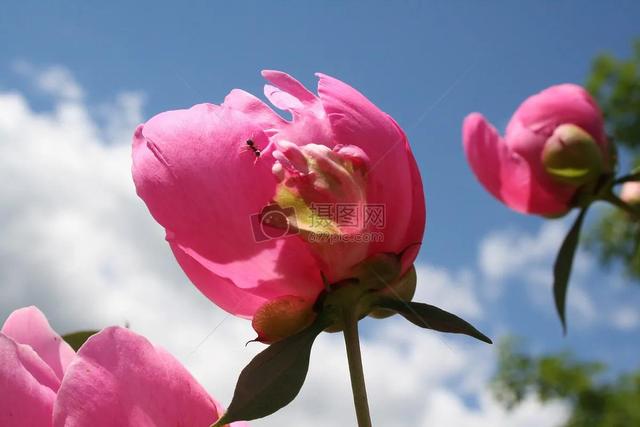 鲜花争艳，美景如画，令人心旷神怡