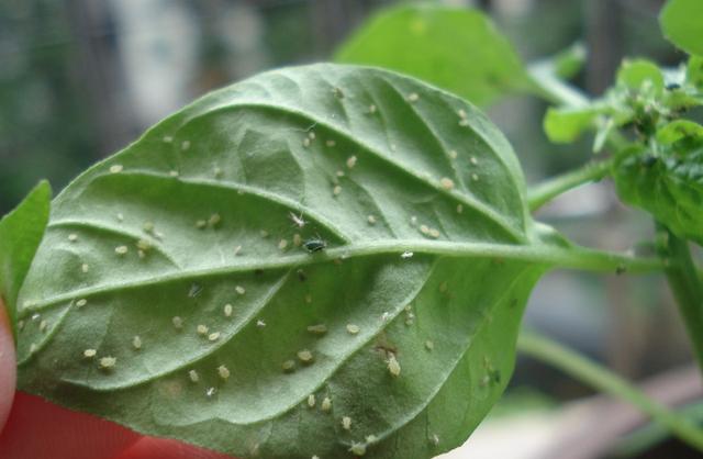 养花生小虫？3招就灭虫，屋里不喷药，小虫无影踪9