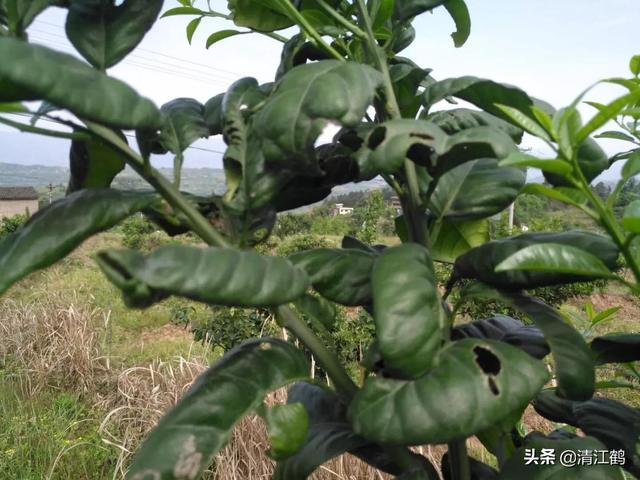 除草剂效果发挥受多种因素影响：什么时候打除草剂效果更好4