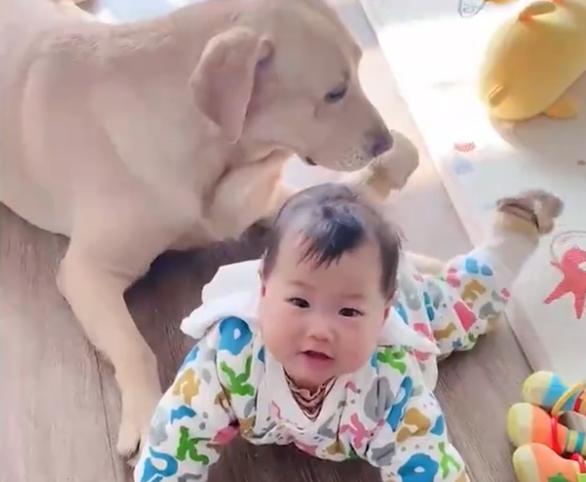 江苏一萌娃第一次喊“爸爸”，却是对着狗狗喊，爸爸心里五味杂陈