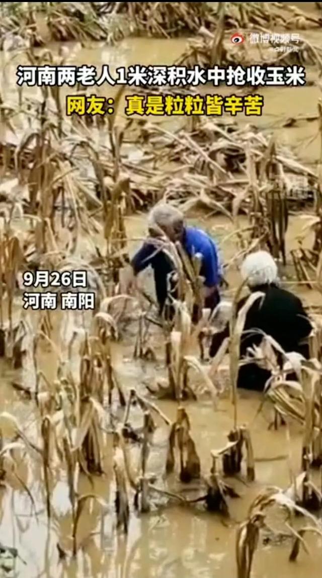 小麦青储疑云，把没熟的麦子割了怎么可能更赚钱？