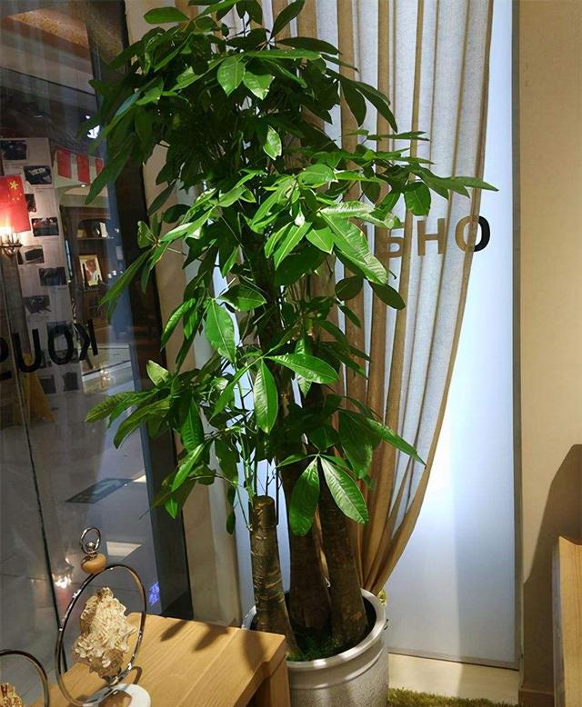 适合在室内养的树有哪些(哪种树适合室内养)