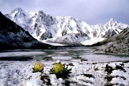 天山雪莲花