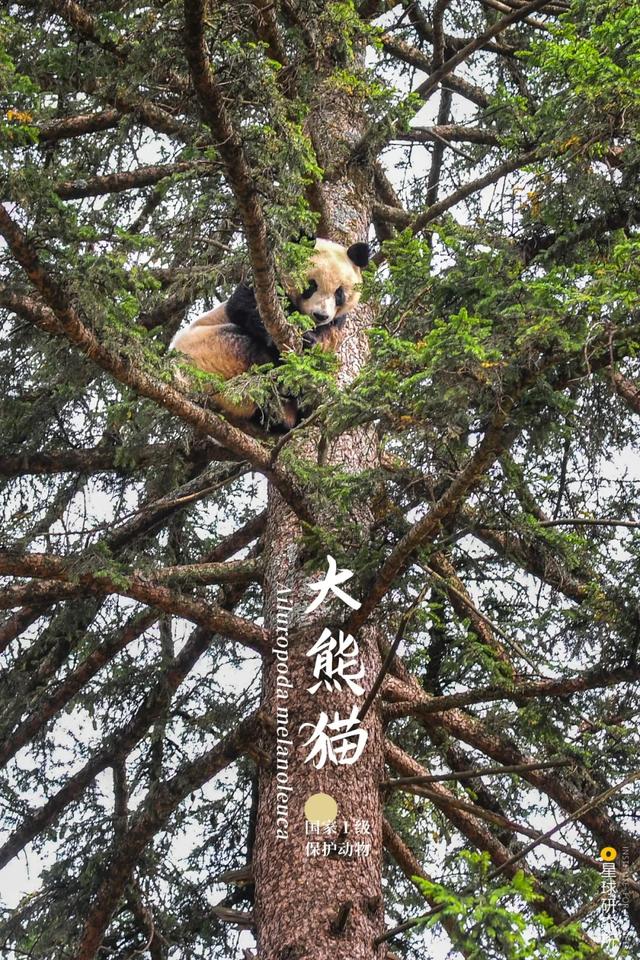 五指山破碎制砂机厂家