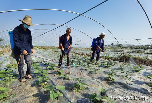 哪几种情况容易造成作物发生植物生长调节剂药害？注意这7点3