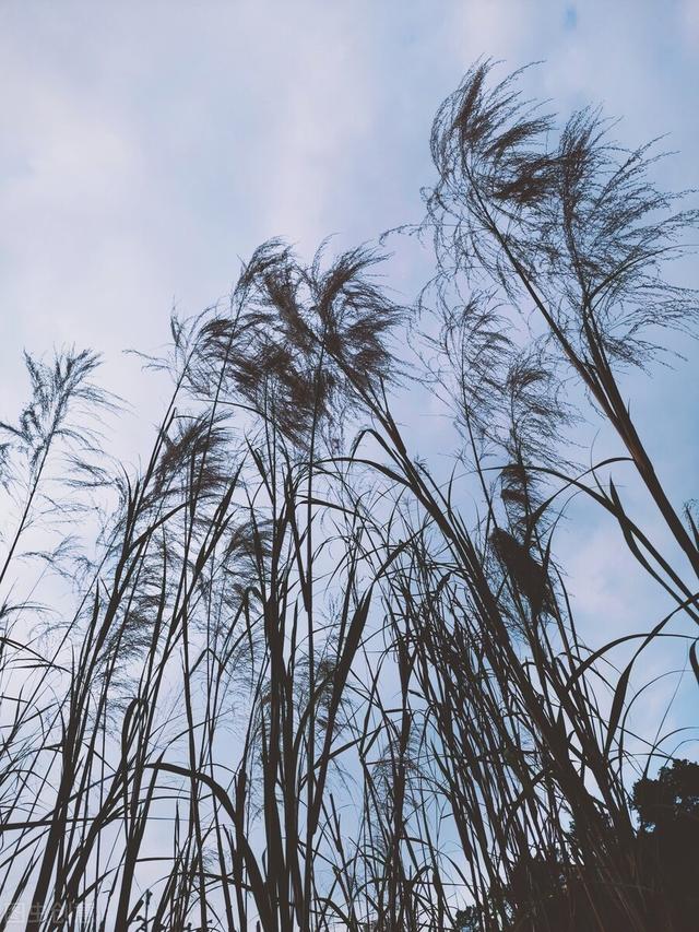 人生九字箴言：不害怕，不后悔，不强求