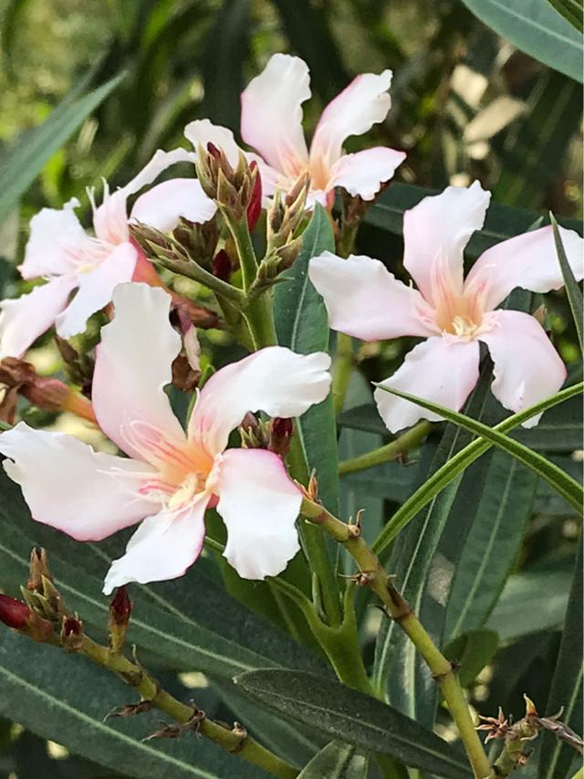 春天的花 春天的花（春天的花教案） 生活