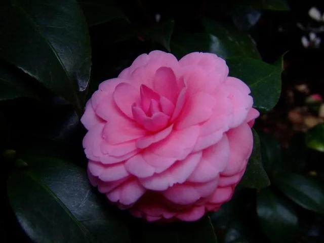 山茶花图片