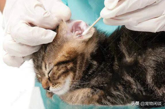 猫咪耳朵每天都要清理吗（猫咪的耳朵需要清洁吗）(2)