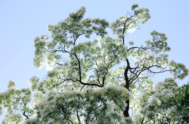 石大沟村流苏花进入盛开季节，满树白花，如覆霜盖雪