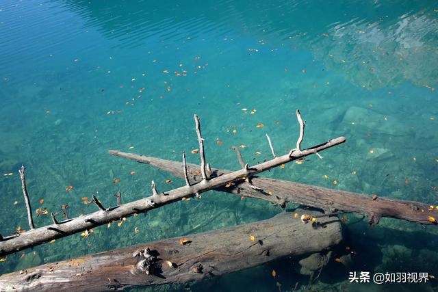 九寨溝之蘆葦海