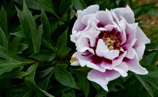 5月花 5月花  5月花开的唯美句子 生活