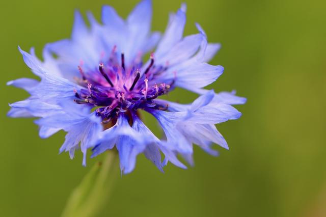 矢车菊花语